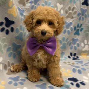Male Mini Poodle Born: 7/31/26 $1999.99 USDA# 48-A-0366