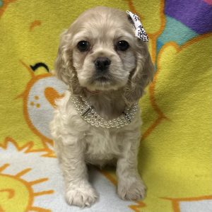 Female Cocker Spaniel Born: 3/4/26 $ USDA#