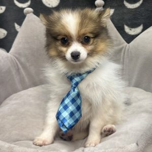 Male Pomeranian Born: 5/9/25 SALE! Originally: $2399.99 Now: $1699.99! USDA# 48-A-0366