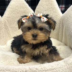 Female Yorkshire Terrier Born: 10/27/25 $3499.99 USDA# 47-B-0126