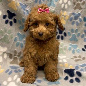 Female Maltipoo x Poodle (Maltese/Poodle) Born: 8/9/26 $2199.99 USDA# 48-A-0366
