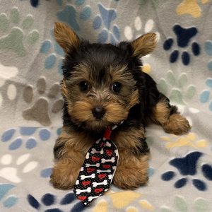 Male Yorkshire Terrier Born: 8/23/26 $2999.99 USDA# 48-A-0366