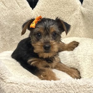 Female Yorkshire Terrier Born: 11/10/25 $2699.99 USDA# 47-B-0126