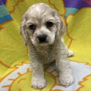 Male Cocker Spaniel Born: 3/4/26 $ USDA# 