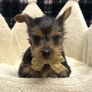 Male Yorkshire Terrier Born: 11/10/25 $2599.99 USDA# 47-B-0126