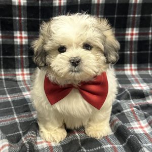Male Malshi (Maltese x Shih Tzu) Born: 11/9/25 $1899.99 USDA# 47-B-0126