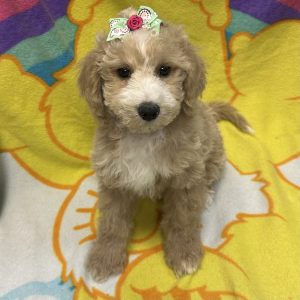Female Goldendoodle Born: 2/20/26 $1999.99 USDA# 48-A-0366