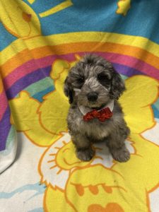 Female Goldendoodle Born: 2/20/26 $1999.99 USDA# 48-A-0366