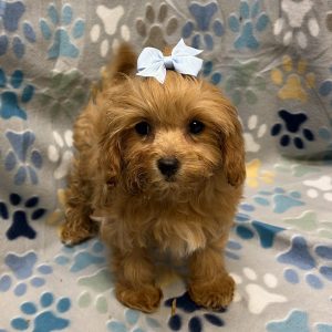 Female Pooshi x Poodle (Poodle/Shih Tzu) Born: 7/31/26 $2099.99 USDA# 48-A-0366