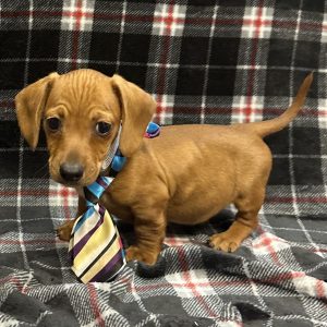 Male Dachshund Born: 11/10/25 $2299.99 USDA# 47-B-0126
