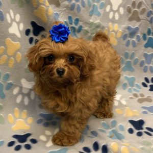 Female Pooshi x Poodle (Poodle/Shih Tzu) Born: 7/31/26 $2099.99 USDA# 48-A-0366