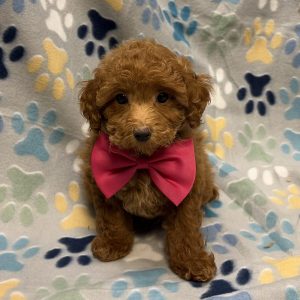 Male Maltipoo x Poodle (Maltese/Poodle) Born: 8/9/26 $2199.99 USDA# 48-A-0366