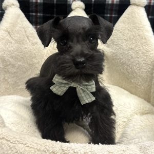 Male Mini Schnauzer Born: 11/7/25 $1999.99 USDA# 47-B-0126
