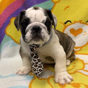 Male English Bulldog Born: 4/20/26 $4499.99 USDA# 48-A-0778