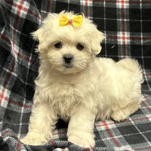 Female Malshi (Maltese x Shih Tzu) Born: 11/9/25 $1899.99 USDA# 47-B-0126