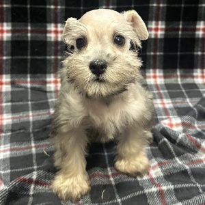Female Mini Schnauzer Born: 11/7/25 $1999.99 USDA# 47-B-0126