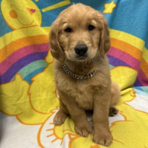 Male Golden Retreiver Born: 3/1/26 $2299.99 USDA# 47-B-0117