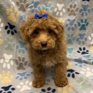 Female Pooshi x Poodle (Poodle/Shih Tzu) Born: 7/31/26 $1899.99 USDA# 48-A-0366
