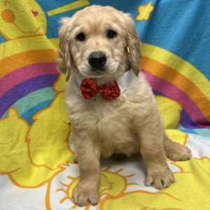 Male Golden Retriever Born: 3/1/26 $2299.99 USDA# 47-B-0117