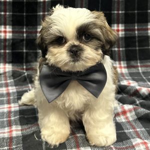 Male Shih Tzu Born: 11/12/25 $1899.99 USDA# 47-B-0126