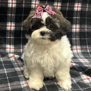 Female Pooshi (Poodle x Shih Tzu) Born: 11/14/25 $1899.99 USDA# 47-B-0126