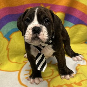 Male Valley Bulldog (English Bulldog x Boxer) Born: 3/8/26 $2199.99 USDA# 47-B-0126
