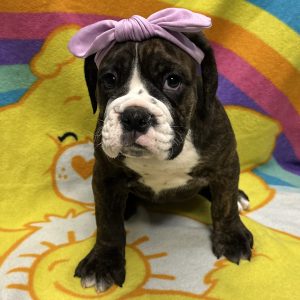 Female Valley Bulldog (English Bulldog x Boxer) Born: 3/8/26 $2199.99 USDA# 47-B-0126