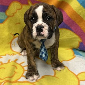 Male Valley Bulldog (English Bulldog x Boxer) Born: 3/8/26 $2199.99 USDA# 47-B-0126
