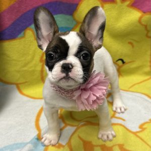 Female French Bulldog  Born: 2/27/26 $4299.99 USDA# 47-B-0117
