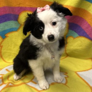Female Mini Aussie Born: 3/2/26 $2099.99 USDA# 47-B-0117