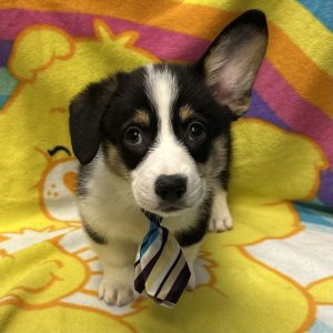Male Corgi Born: 2/25/26 $2099.99 USDA# 47-B-0117