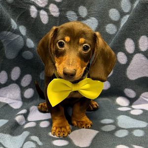 Male Dachshund Born: 8/25/26 $2599.99 USDA# 47-B-0126