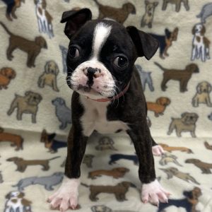 Female Boston Terrier Born: 11/16/25 $1899.99 USDA# 47-B-0126