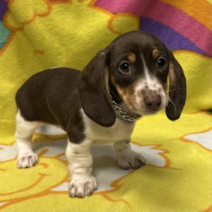 Male Dachshund Born: 3/6/26 $2699.99 USDA# 47-B-0117