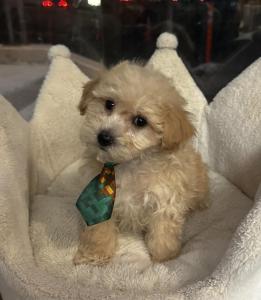 Male Bichapoo (Bichon Frise x Toy Poodle) Born 9/6/24$1599.99USDA #85-A-0077