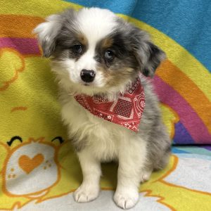 Male Mini Aussie Born: 3/2/26 $2299.99 USDA# 47-B-0117
