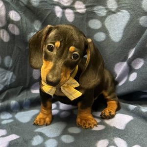 Male Dachshund Born: 8/25/26 $2499.99 USDA# 47-B-0126
