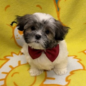 Male Malshi (Maltese x Shih Tzu) Born: 4/21/26 $1899.99 USDA# 47-B-0126