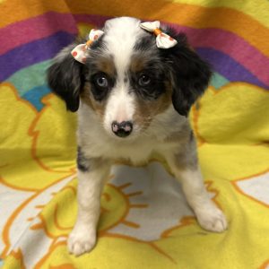 Female Mini Aussie Born: 3/2/26 $2299.99 USDA# 47-B-0117