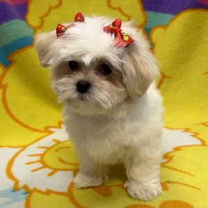 Female Malshi (Maltese x Shih Tzu)   Born: 4/21/26 $1899.99 USDA# 47-B-0126