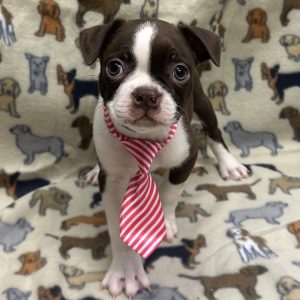 Male Boston Terrier Born: 11/16/25 $1999.99 USDA# 47-B-0126