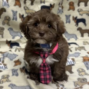 Male Yorkiepoo (Yorkie x Poodle) Born: 11/16/25 $1799.99 USDA# 47-B-0126