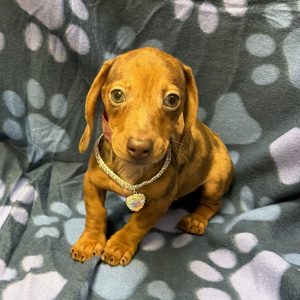 Female Dachshund Born: 8/25/26 $2799.99 USDA# 47-B-0126