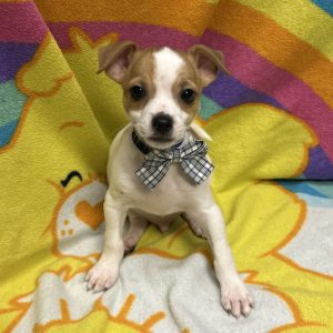Male Chihuahua Born: 3/4/26 $1799.99 USDA# 47-B-0126