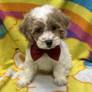 Male Cockapoo (Cocker Spaniel x Poodle) Born: 3/5/26 $1999.99 USDA# 47-B-0126