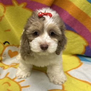 Female Cockapoo (Cocker Spaniel x Poodle) Born: 3/2/26 $1999.99 USDA# 47-B-0126