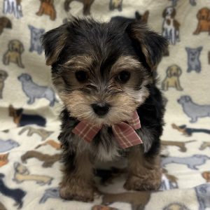 Male Morkie (Maltese x Yorkie) Born: 11/15/25 $2199.99 USDA# 47-B-0126
