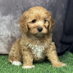 Female Cavapoo  Born 4/10/26  $2199.99  USDA #47-B-0126
