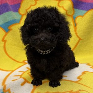 Male Mini Poodle Born: 5/2/26 $1799.99 USDA# 47-B-0126