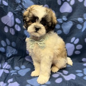 Male Malshi (Maltese x Shih Tzu) Born: 8/30/26 $1799.99 USDA# 47-B-01126